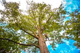 Best Tree Risk Assessment  in Satsuma, AL